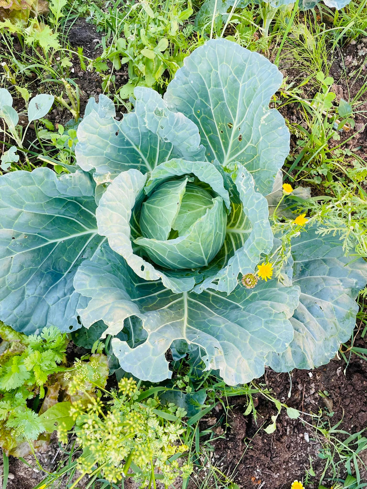 Close-up of cabbage forming tight heads