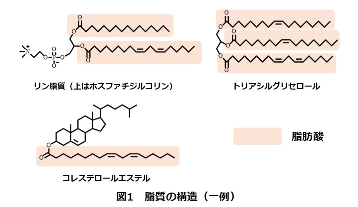 図1 脂質の構造