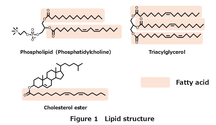 Lipid Structure