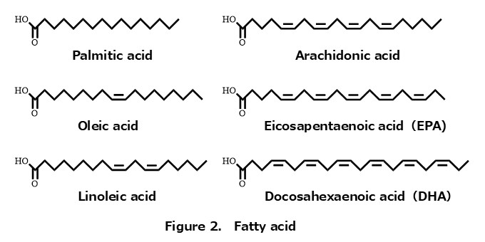 The structure of fatty acid