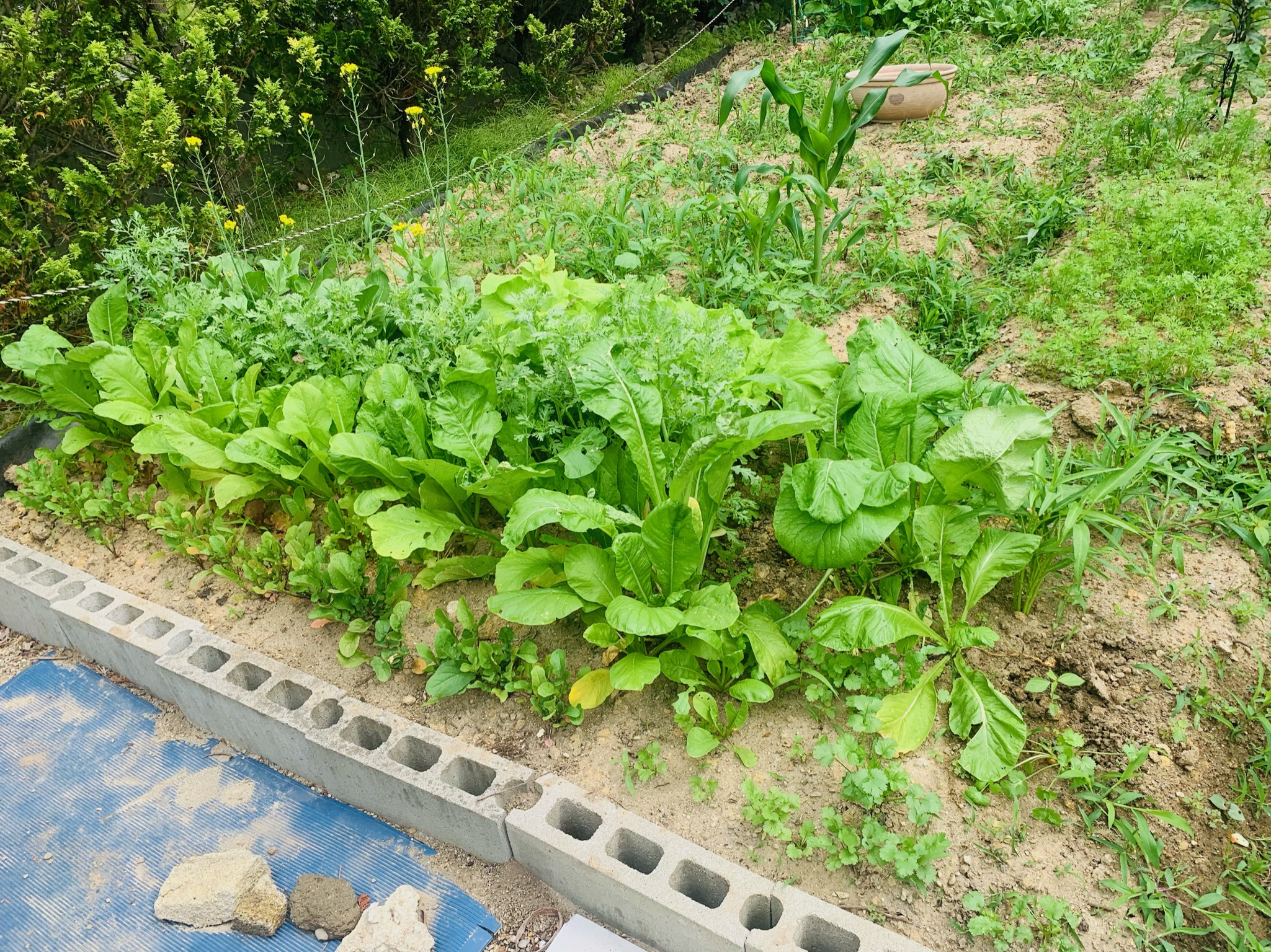 葉菜類