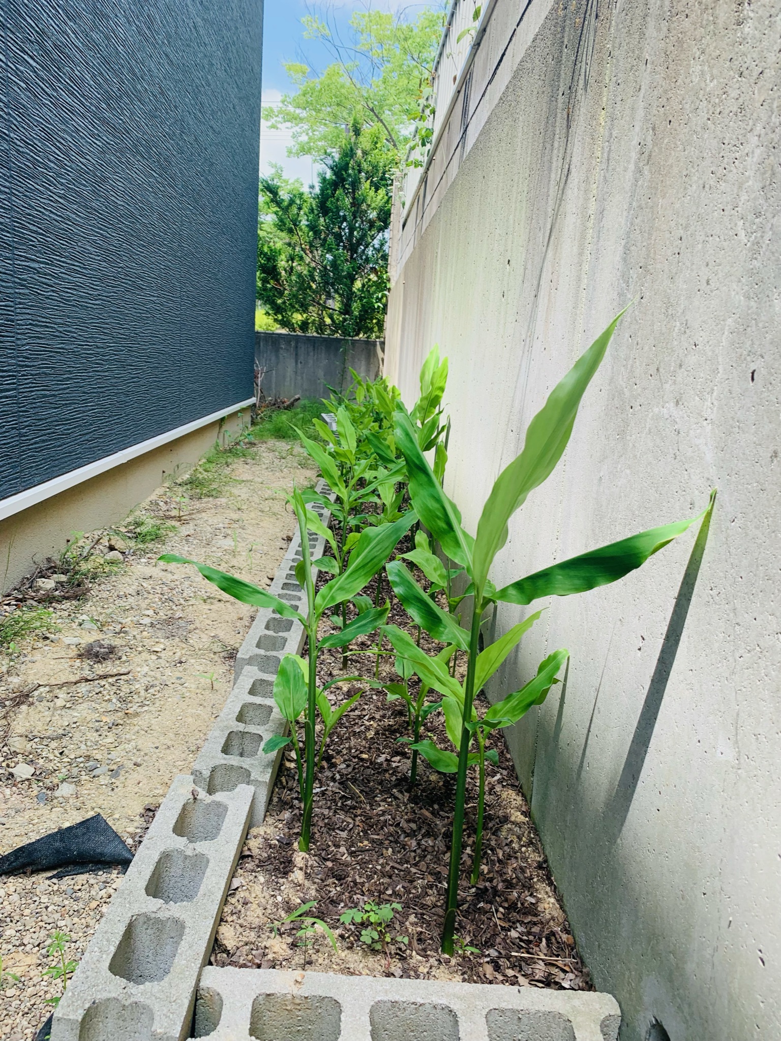 野菜の生育