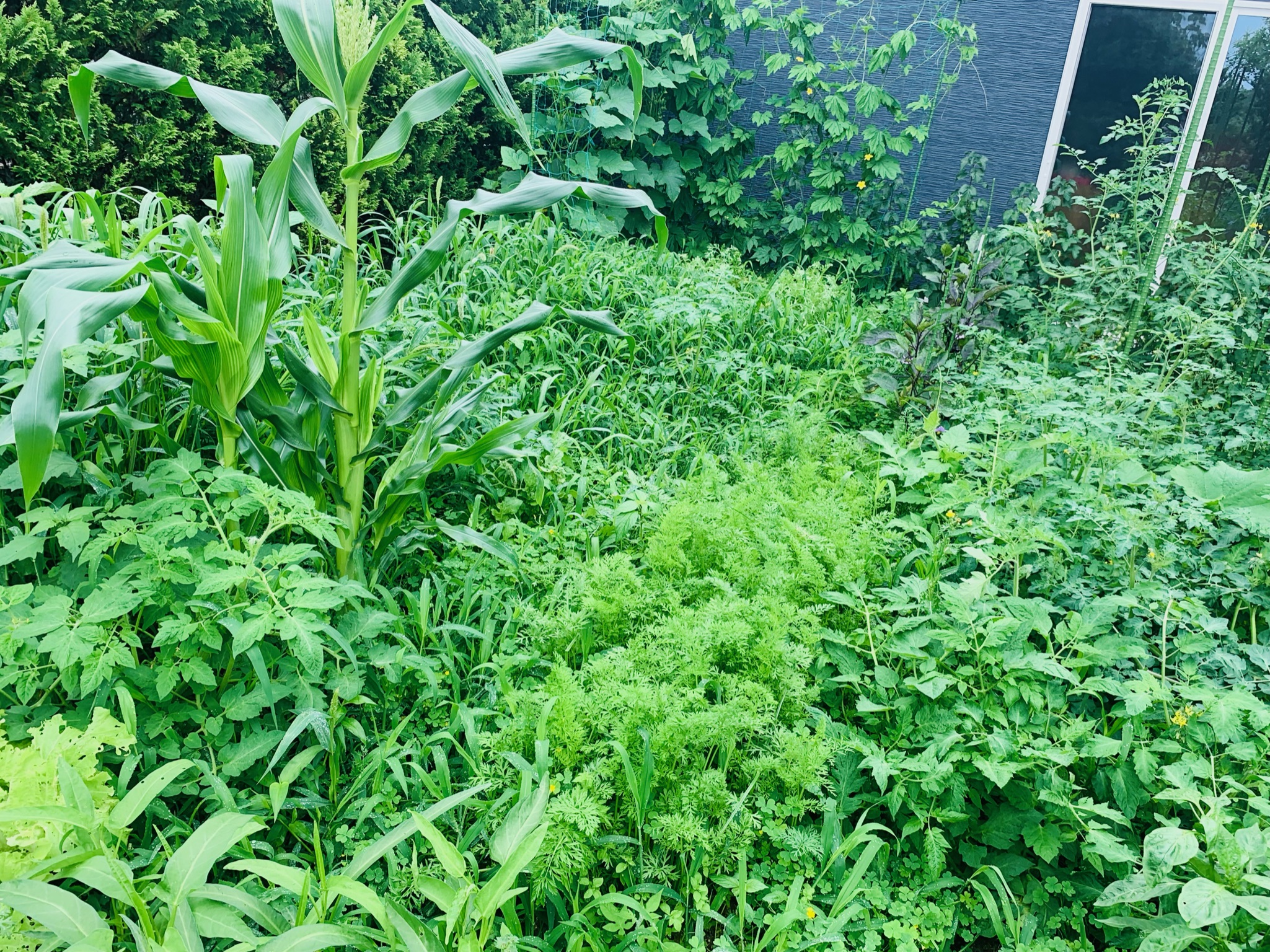 草取り