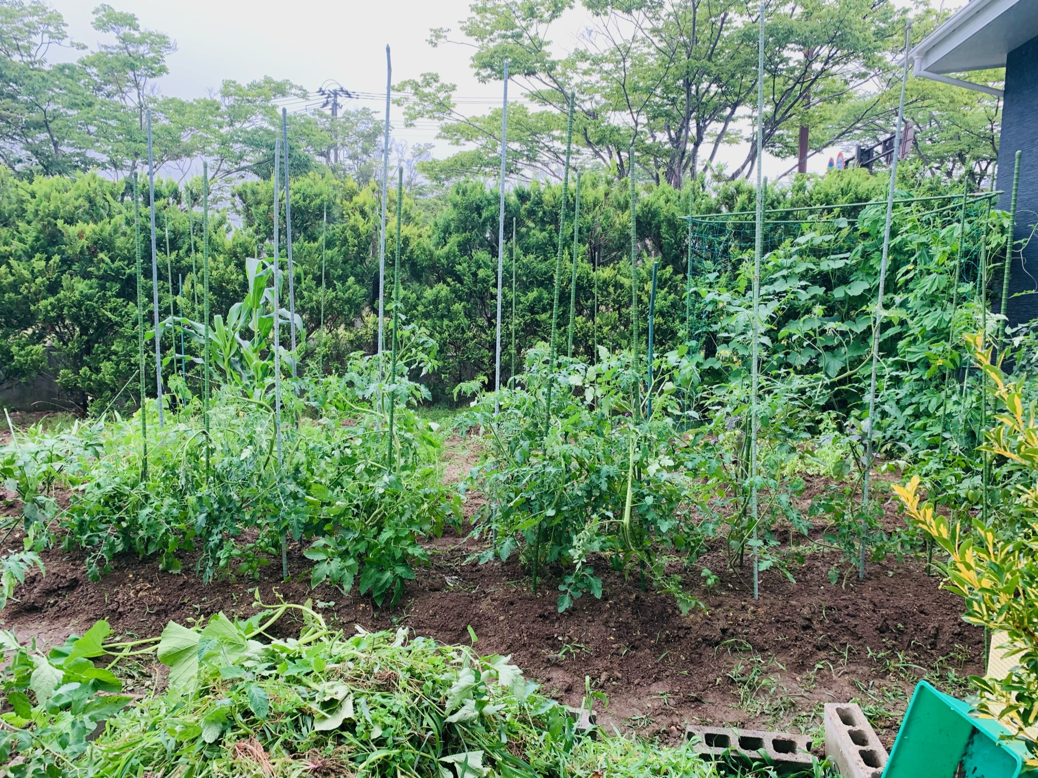 除草後に残る野菜たちの様子
