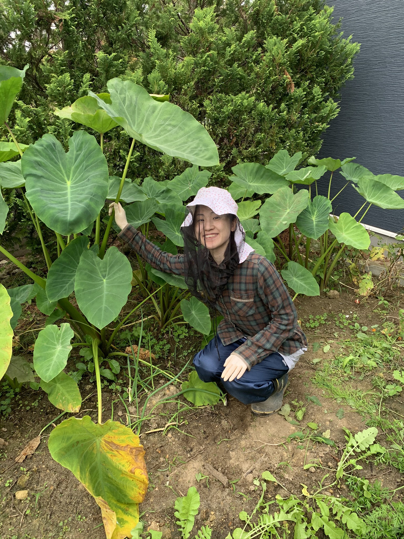 元気に育つ里芋の葉