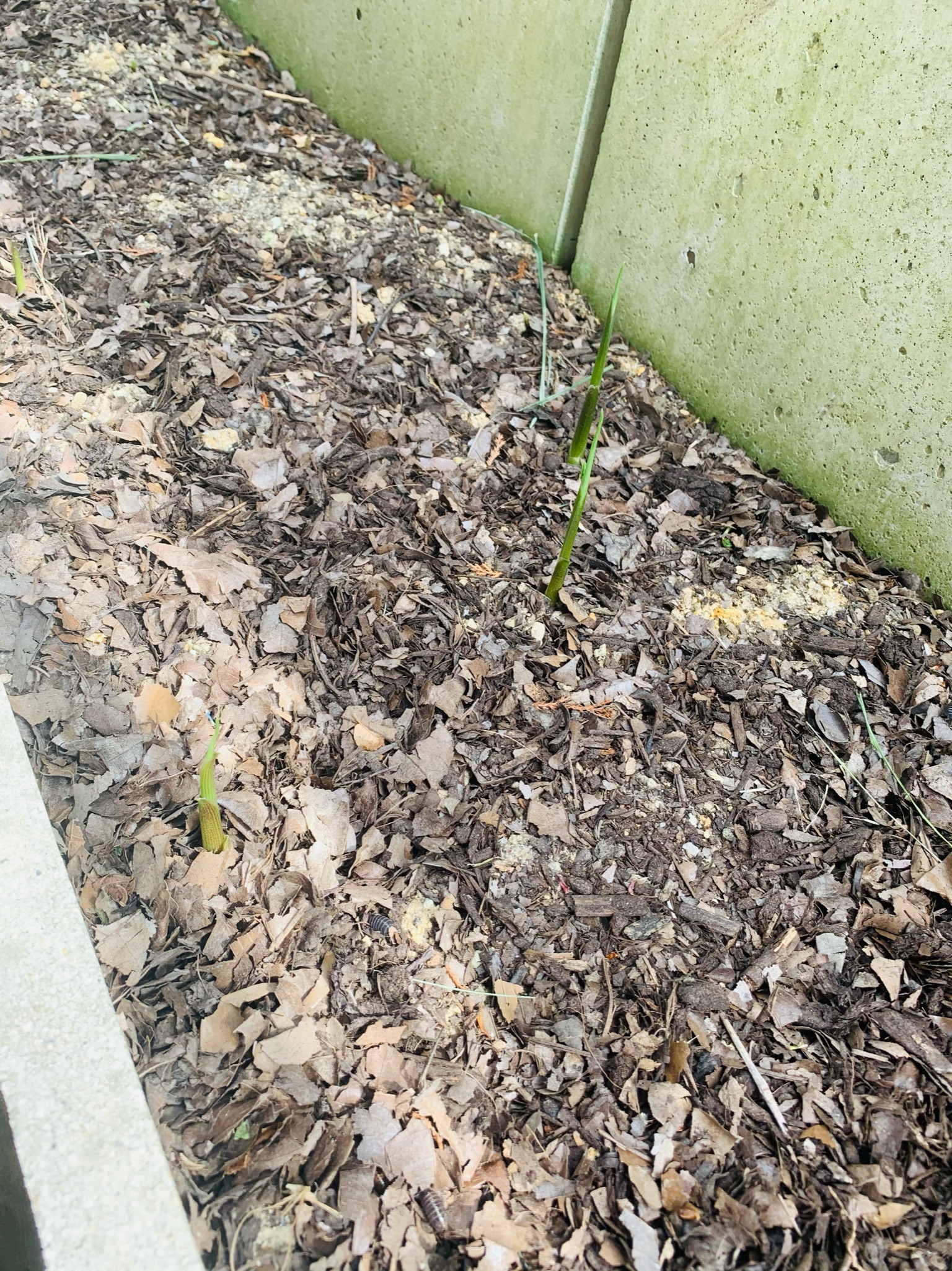 茗荷の発芽