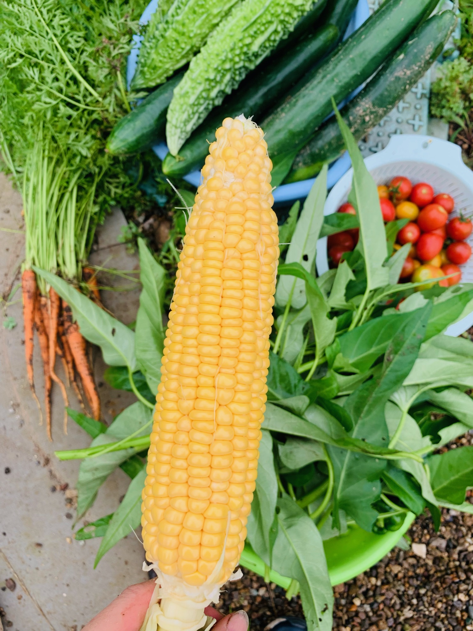 Freshly harvested morning corn with plump golden kernels