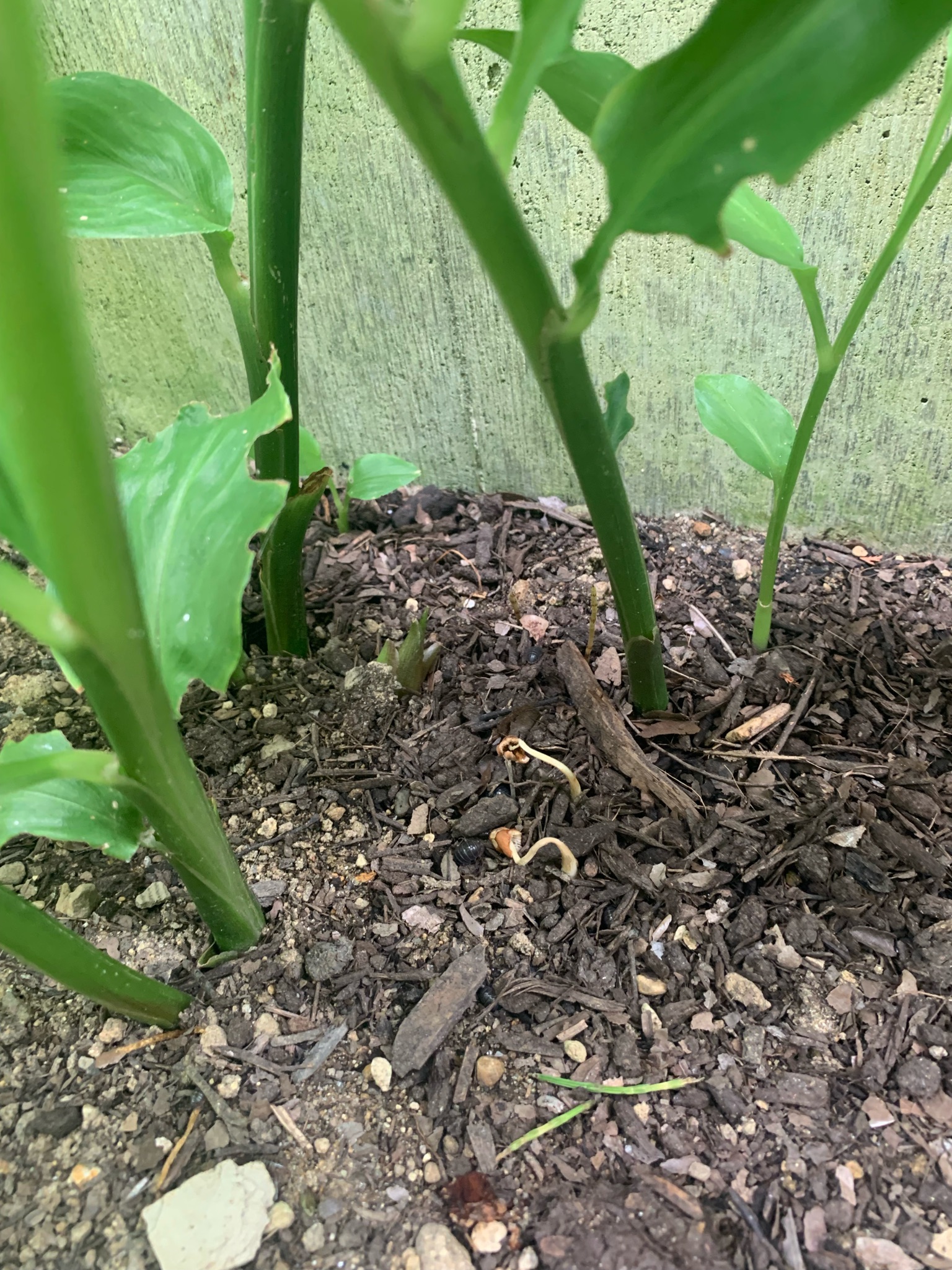 Close-up of emerging myoga flower buds