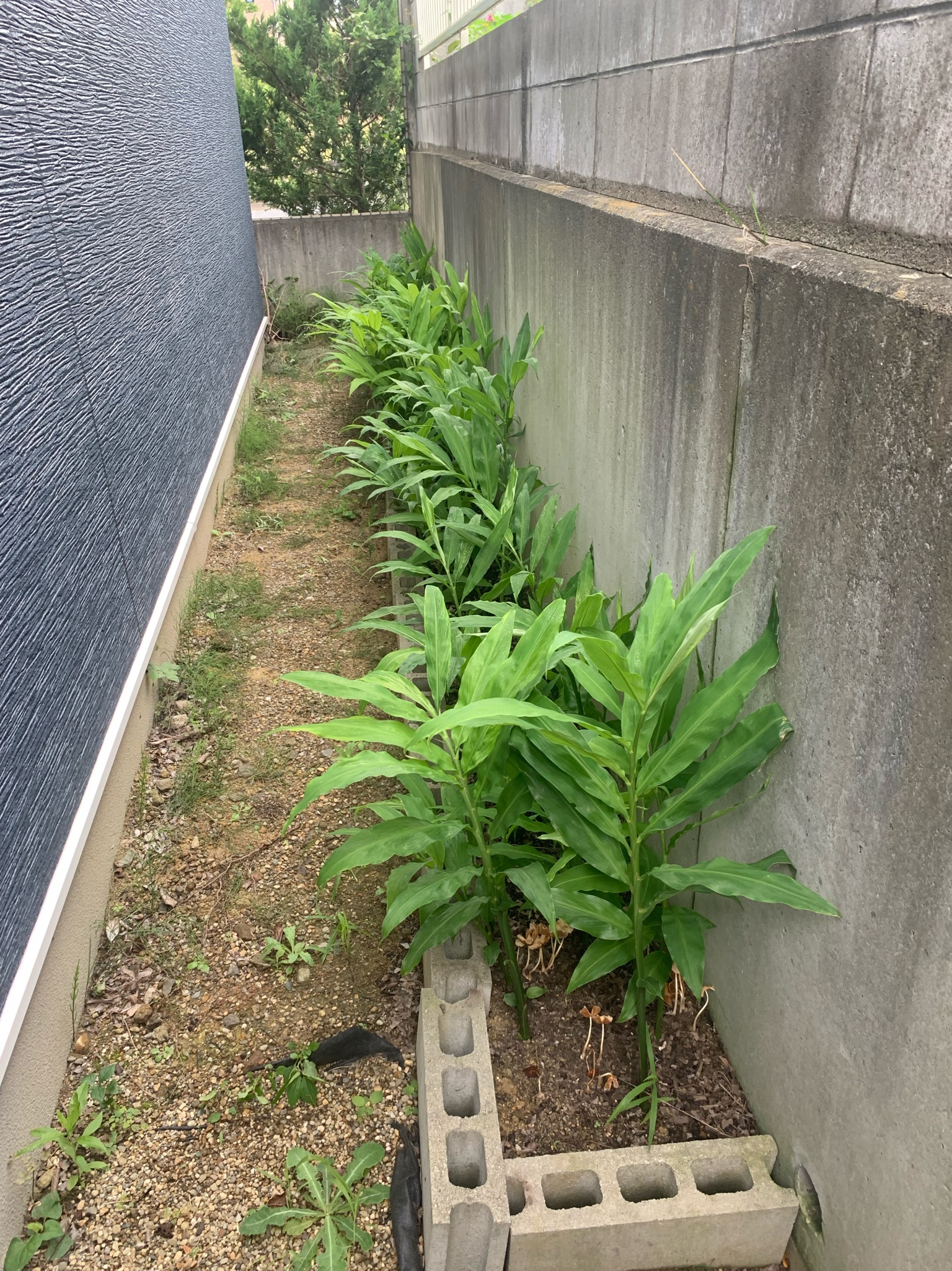 Healthy myoga plants growing in partial shade