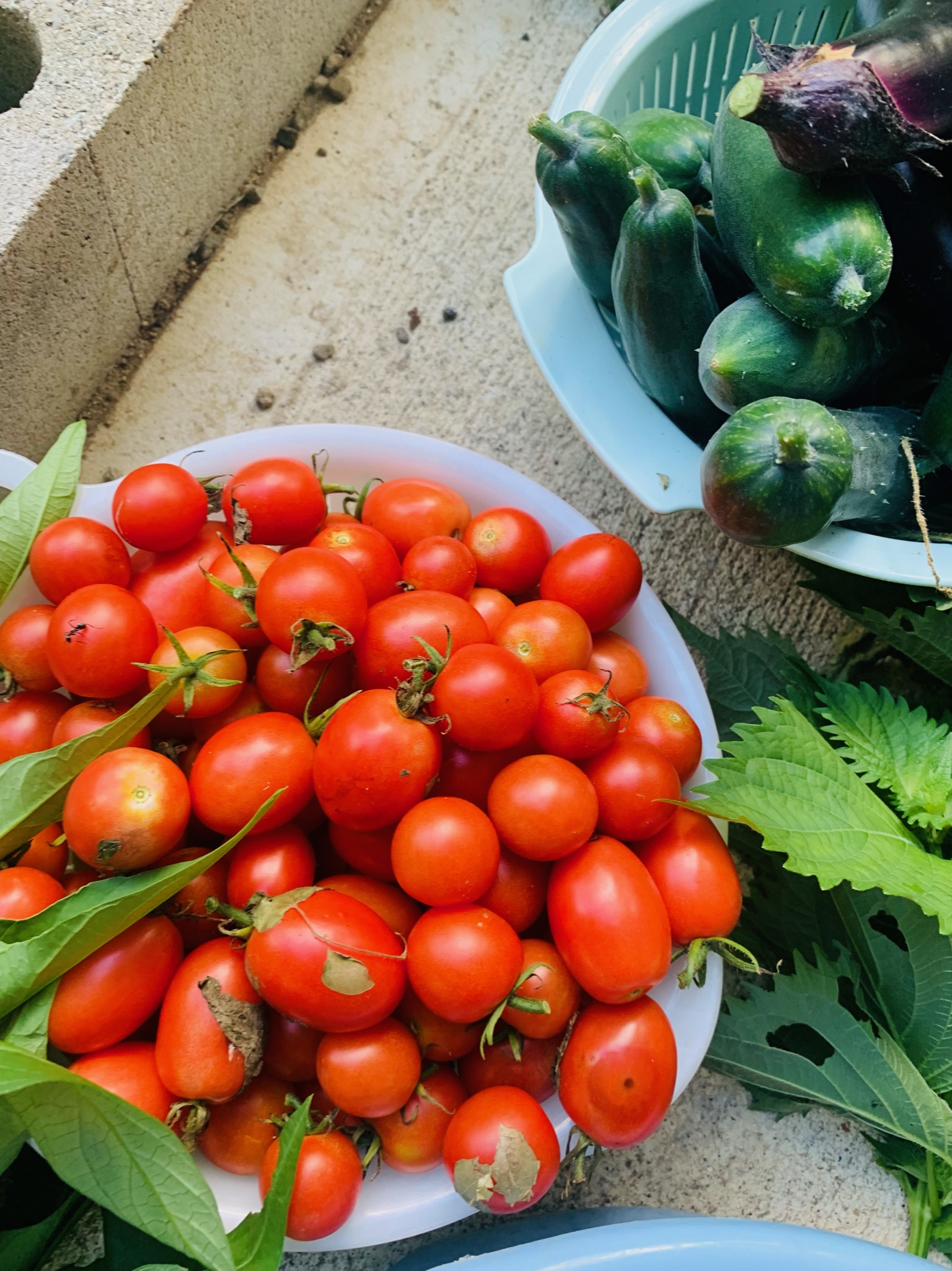 A basket full of ripe red tomatoes just harvested