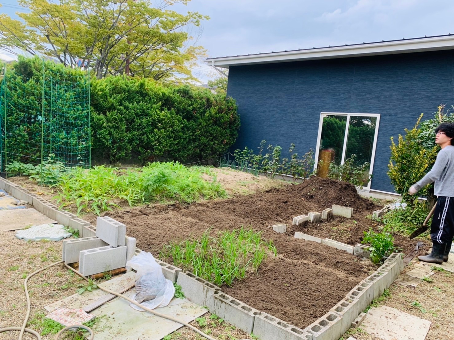 Clearing summer vegetables and preparing a garden bed for garlic planting