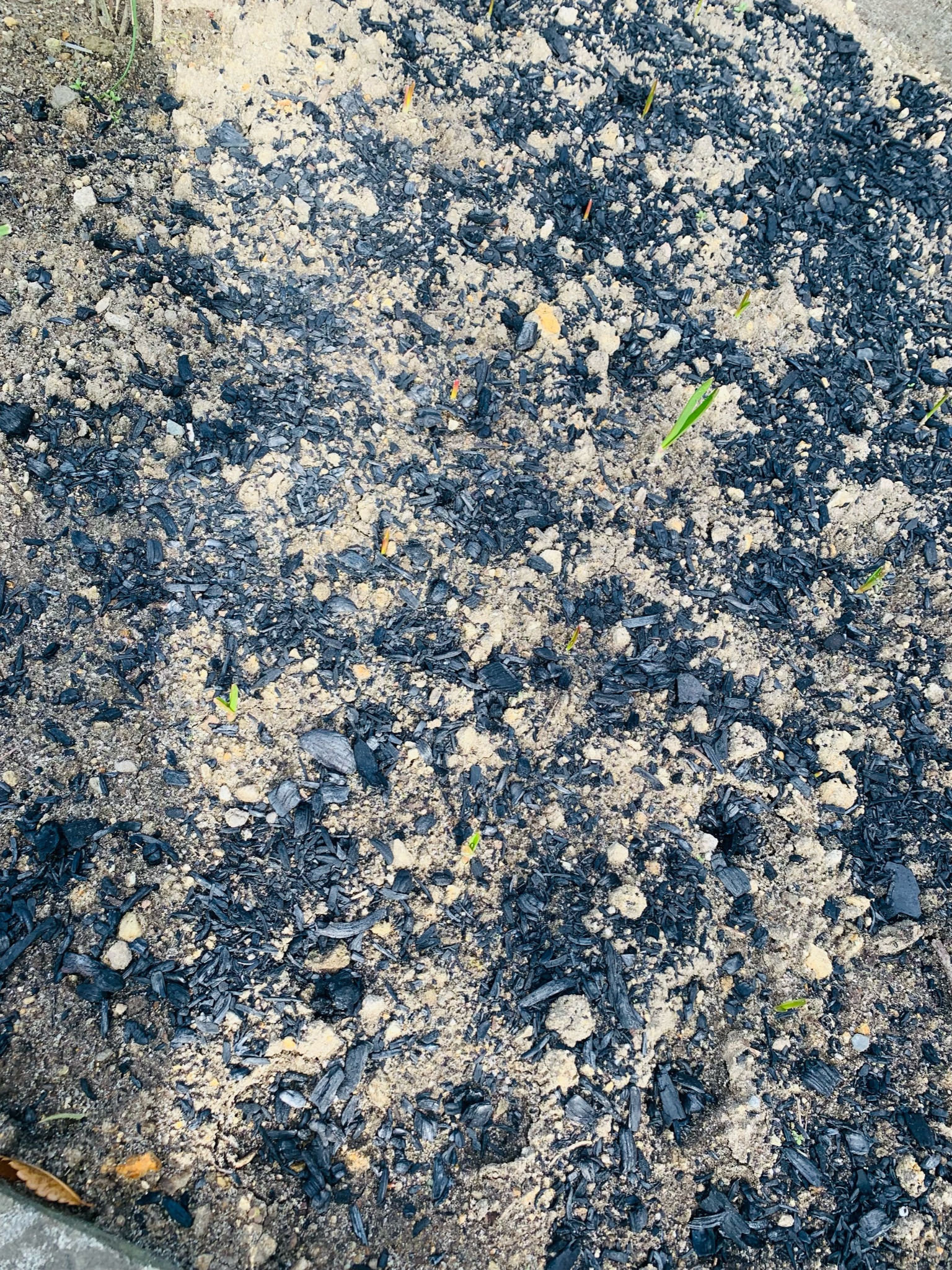 Young garlic shoots emerging from the soil