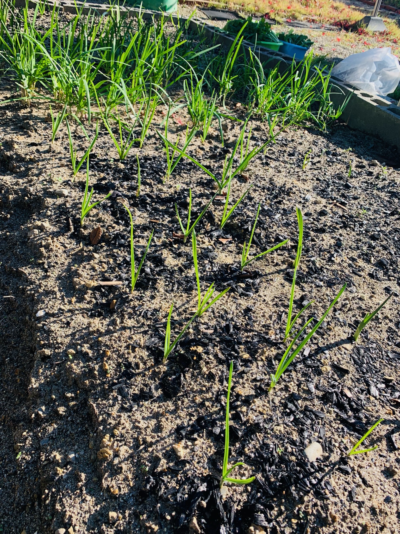 Garlic sprouting