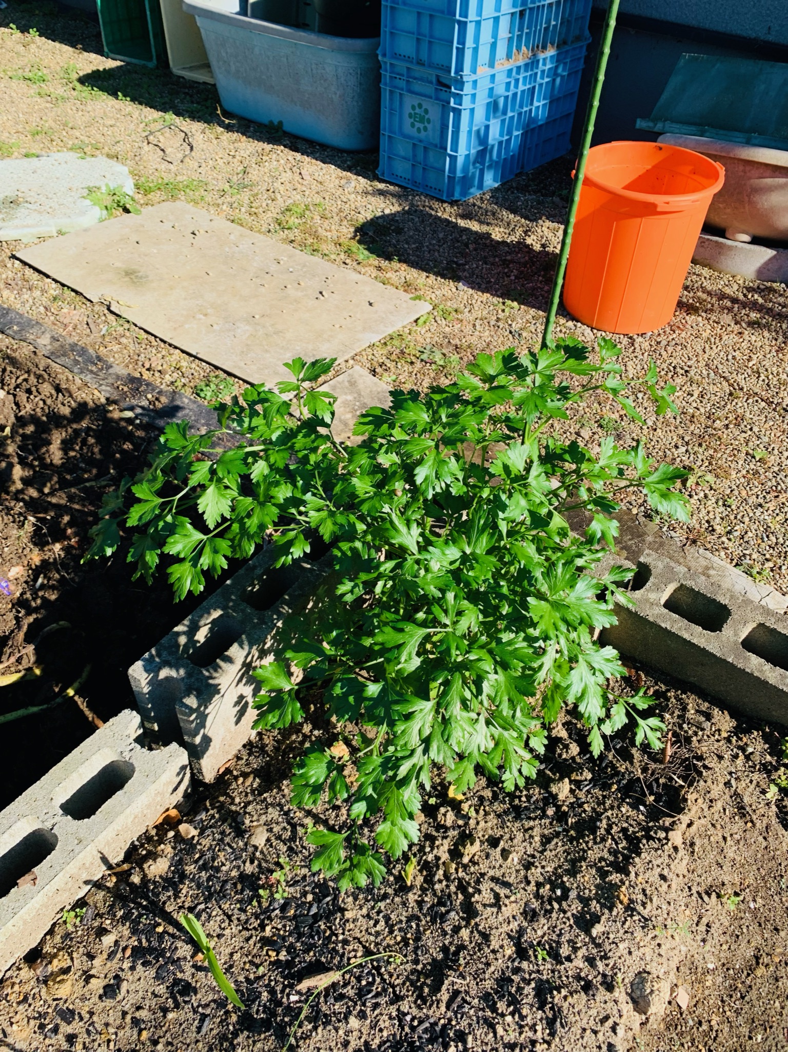 Italian parsley growing in the autumn garden