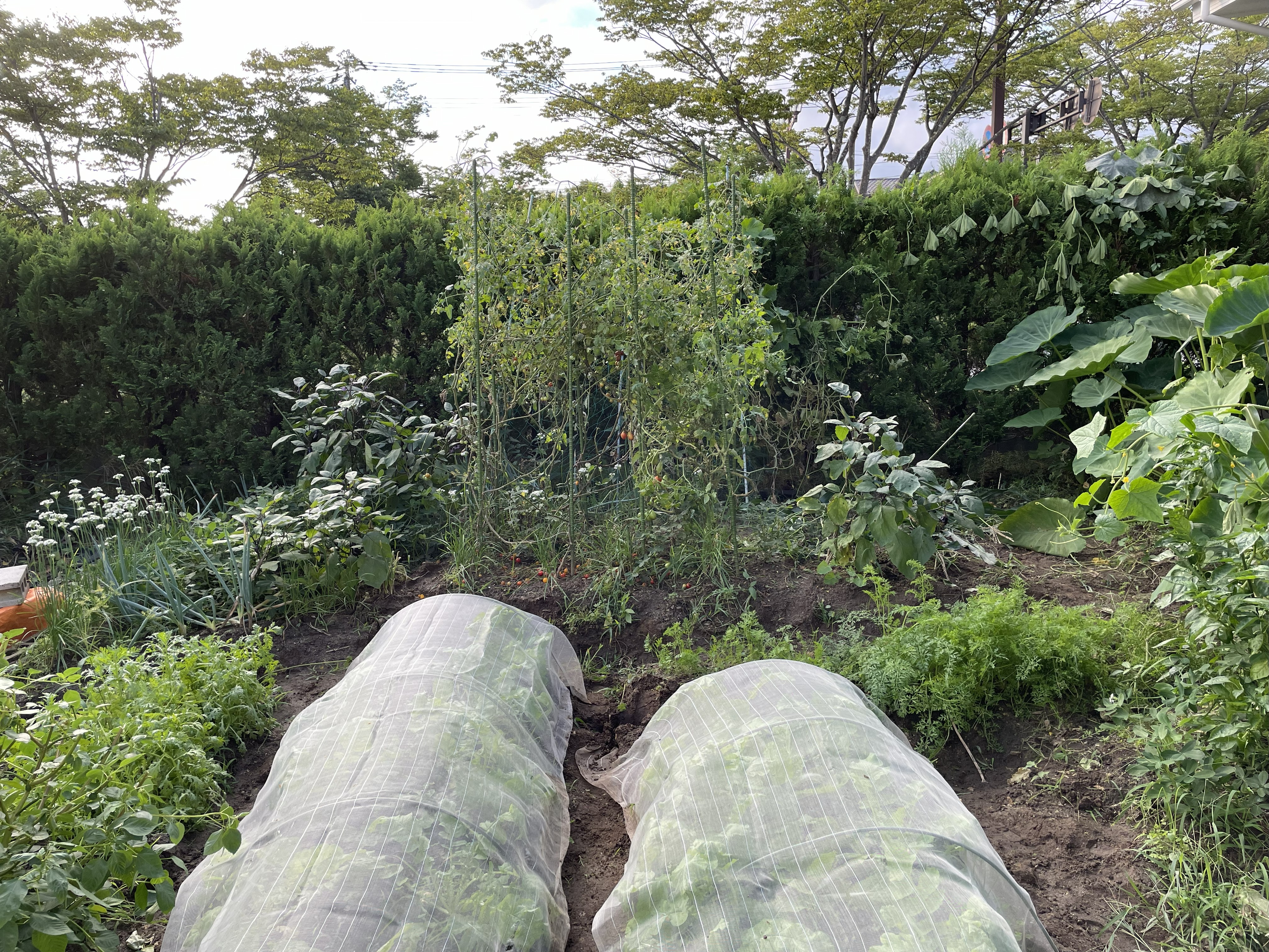 Leaves inside an insect net showing bite marks from caterpillars