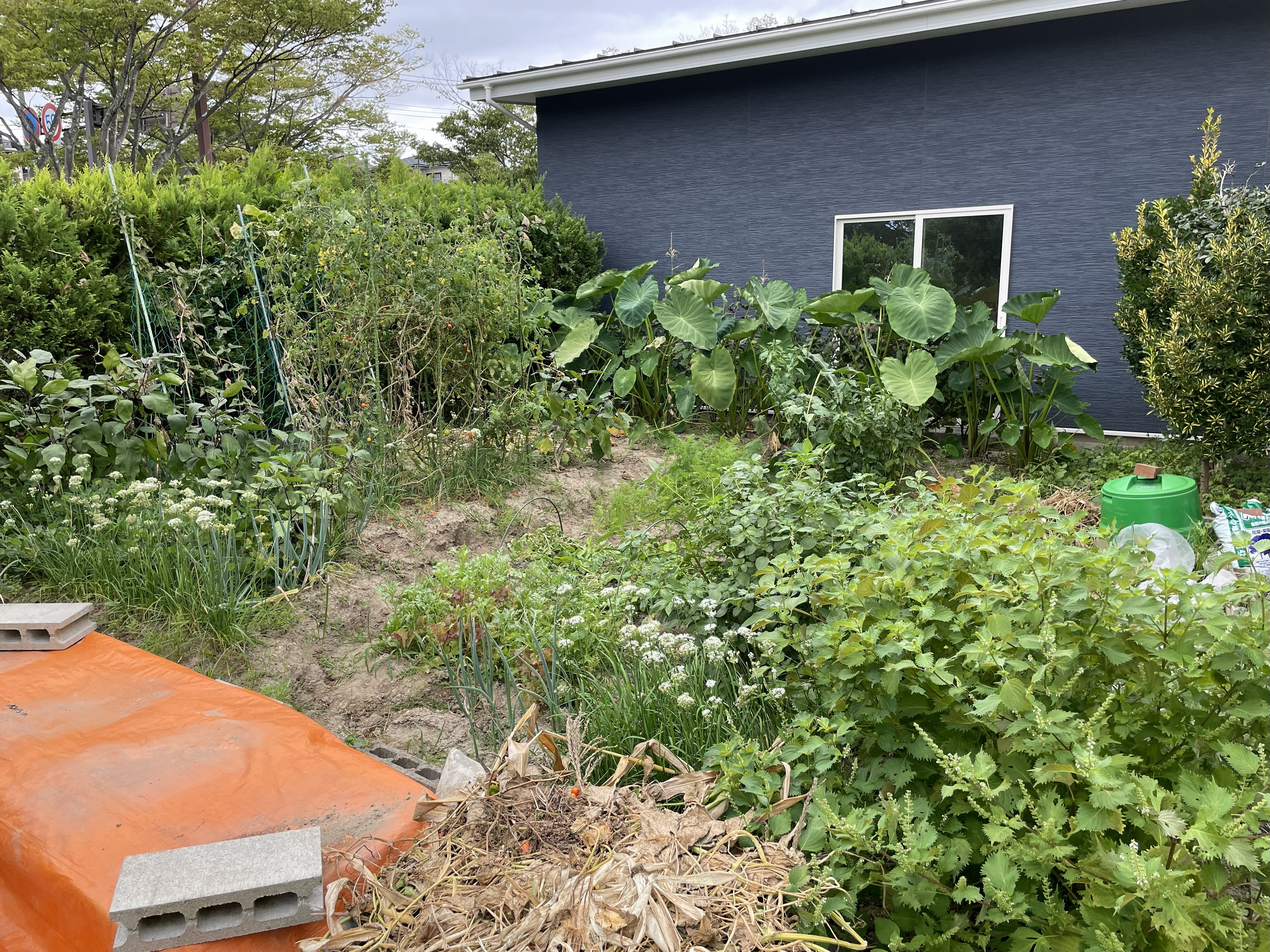 Flowering chives with seed heads forming in late summer
