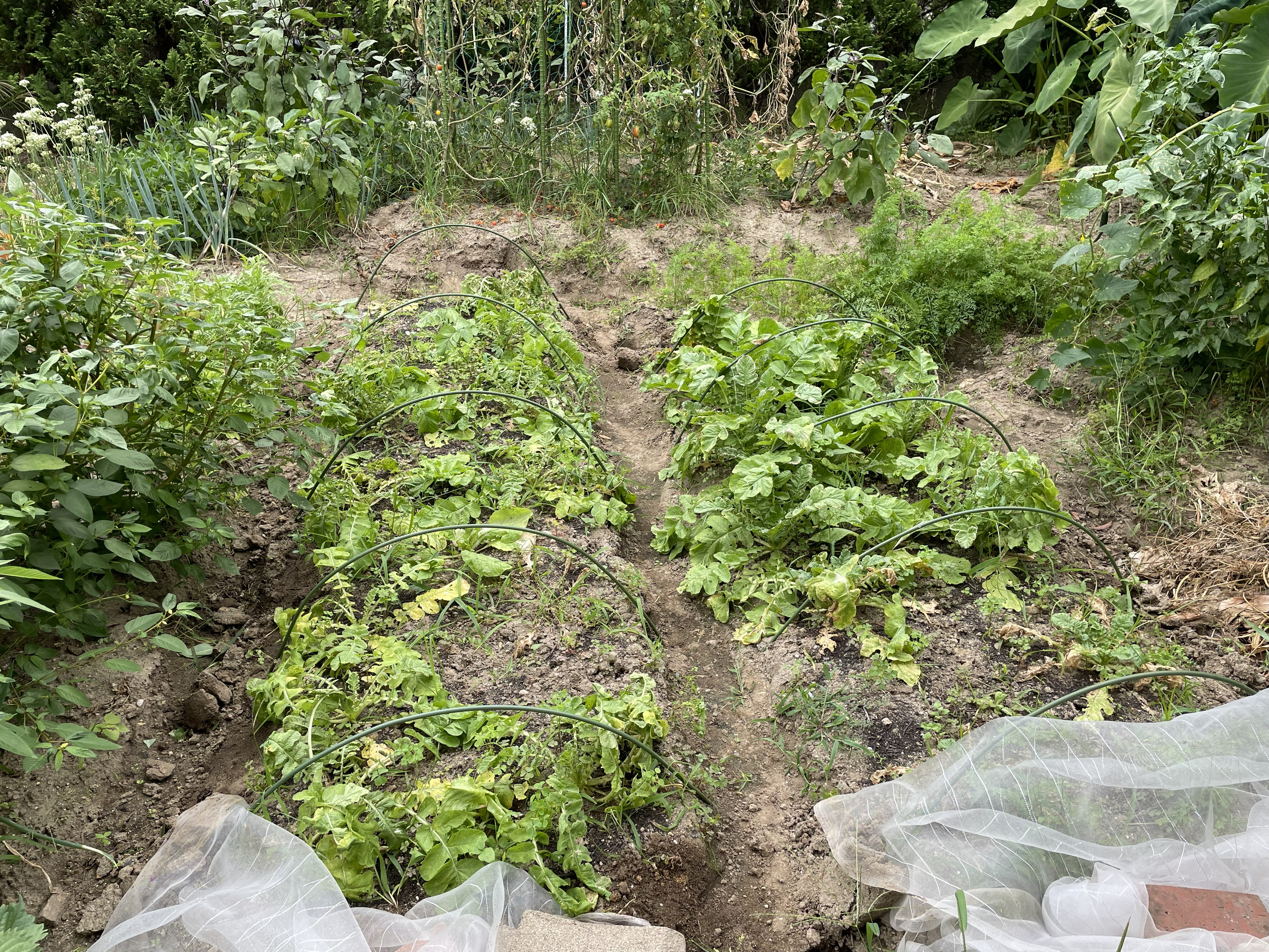 Vegetables after removing insect nets, showing leaf damage