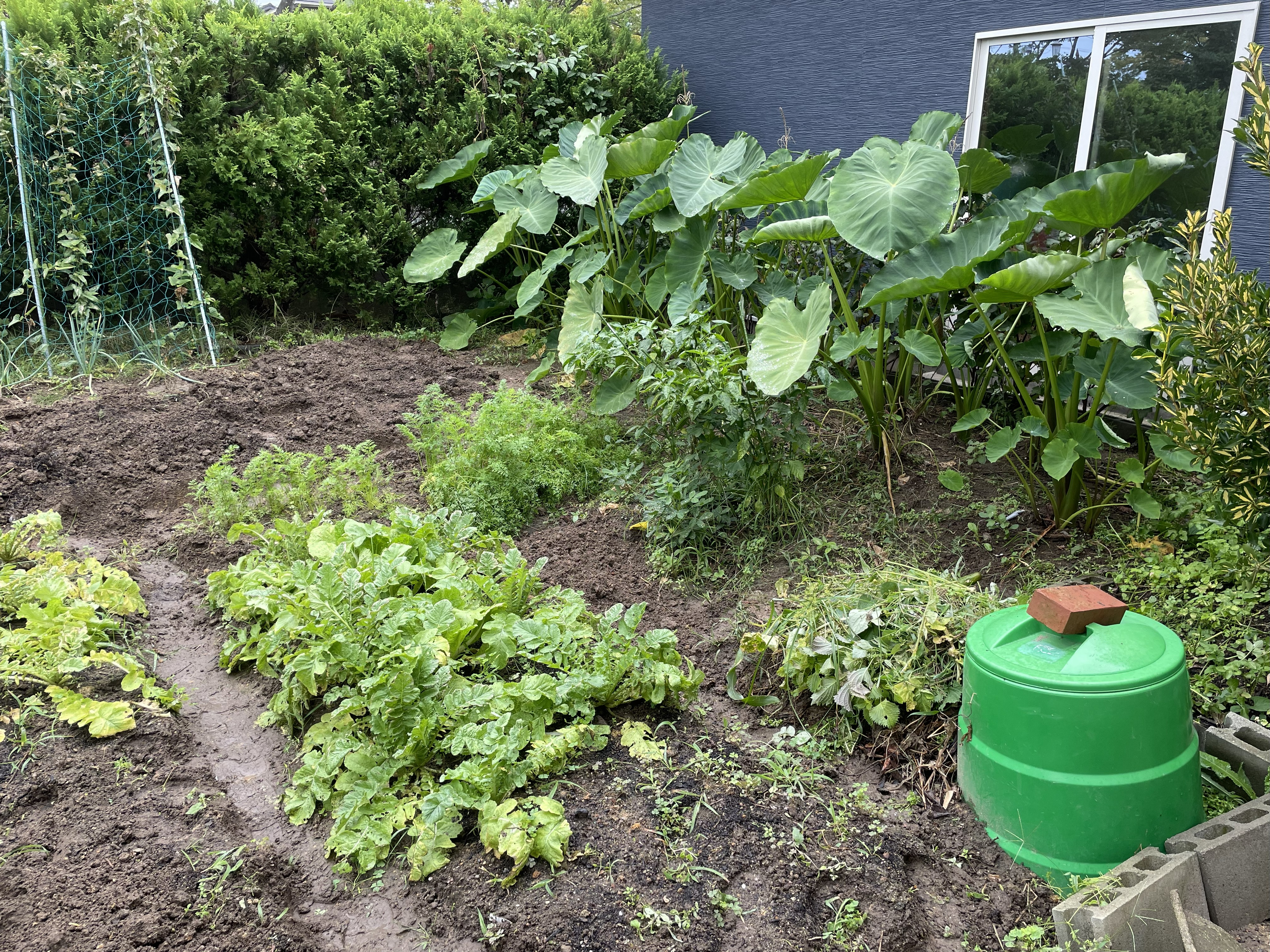 Vigorous taro leaves growing before harvest