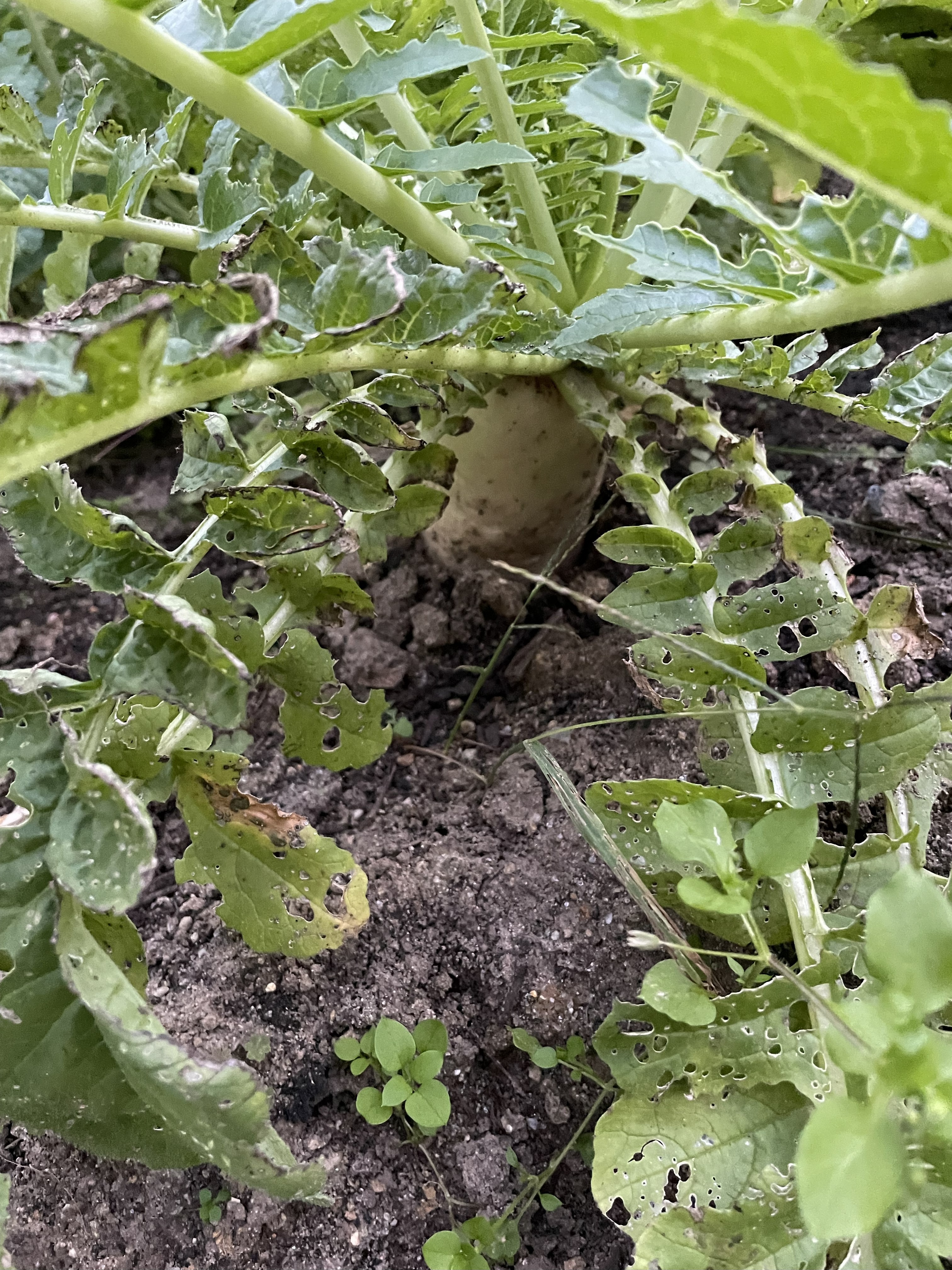 Cabbage and daikon leaves with holes from insect damage