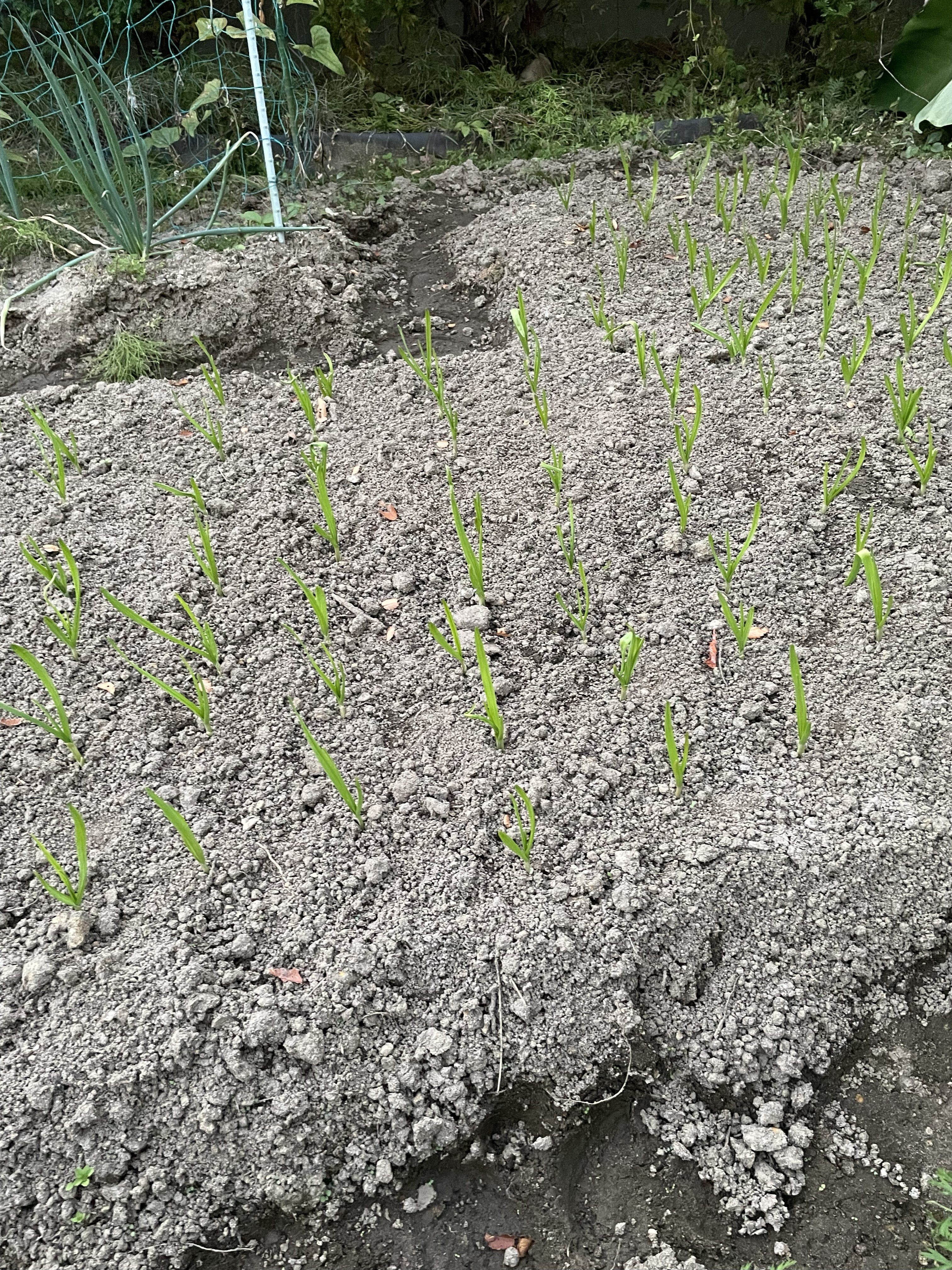 Young garlic sprouts growing evenly across a bed