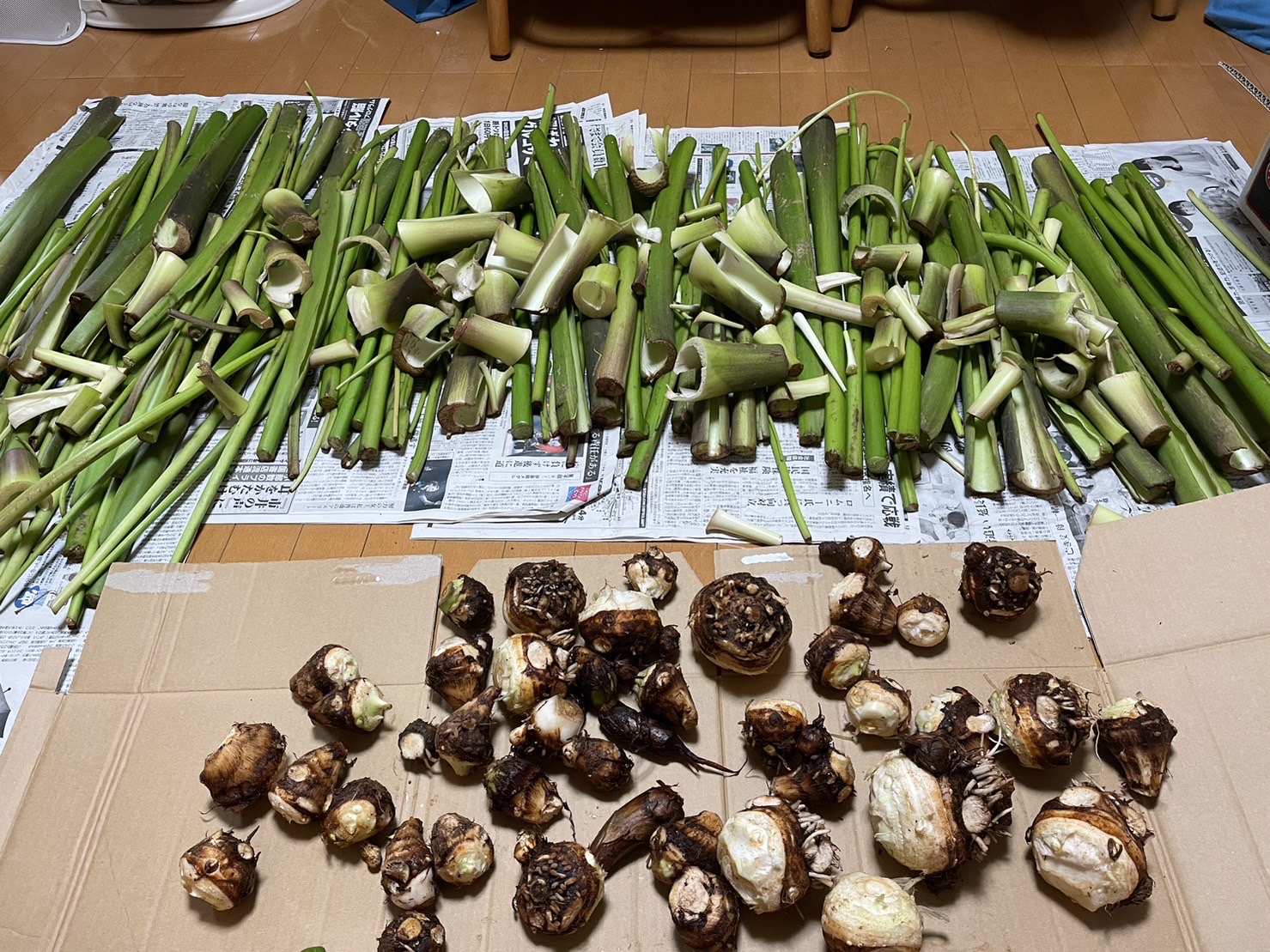 Preparing taro stems (zuiki) for cooking