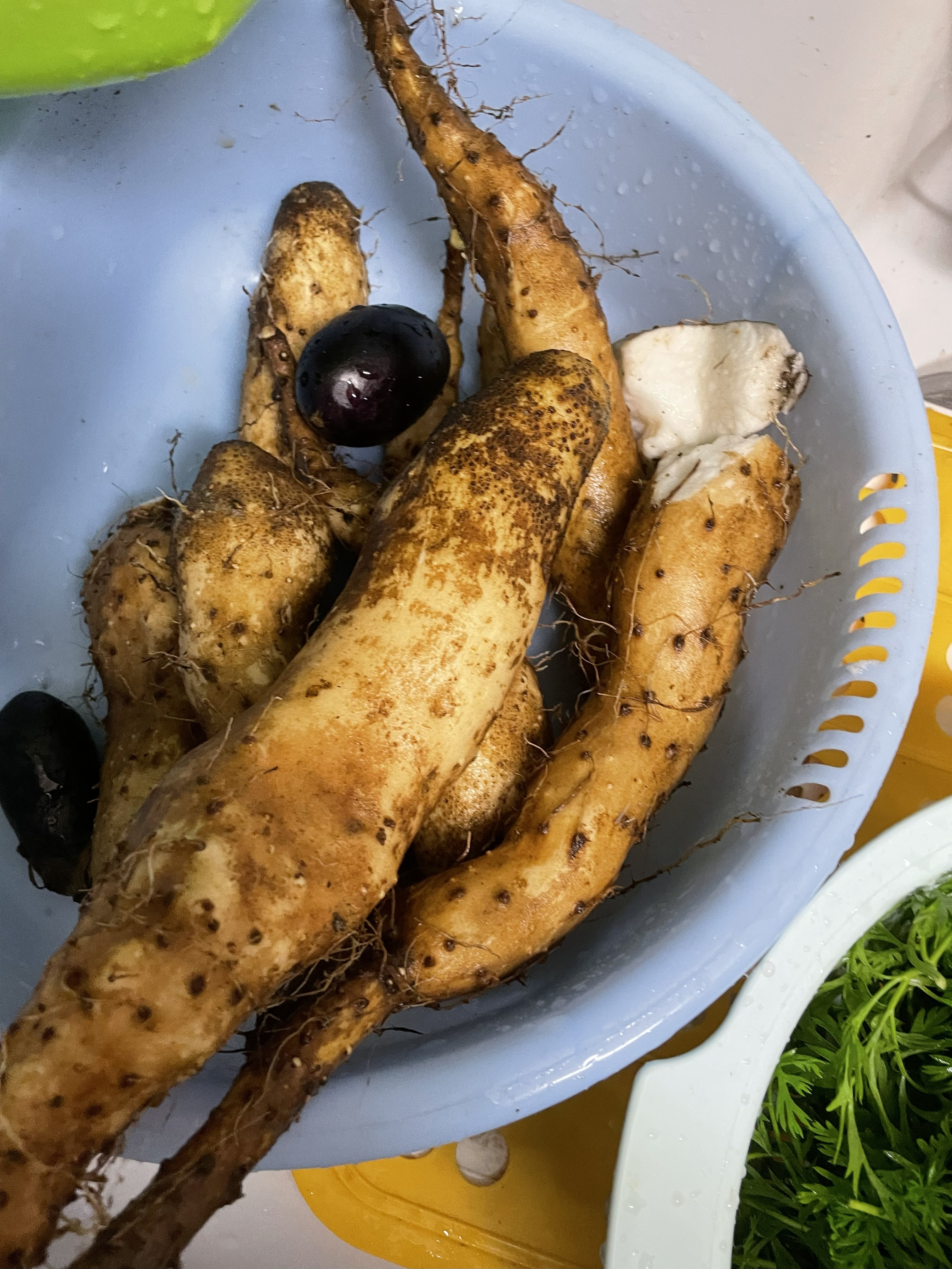 A small yam that broke during harvest, showing poor soil compatibility