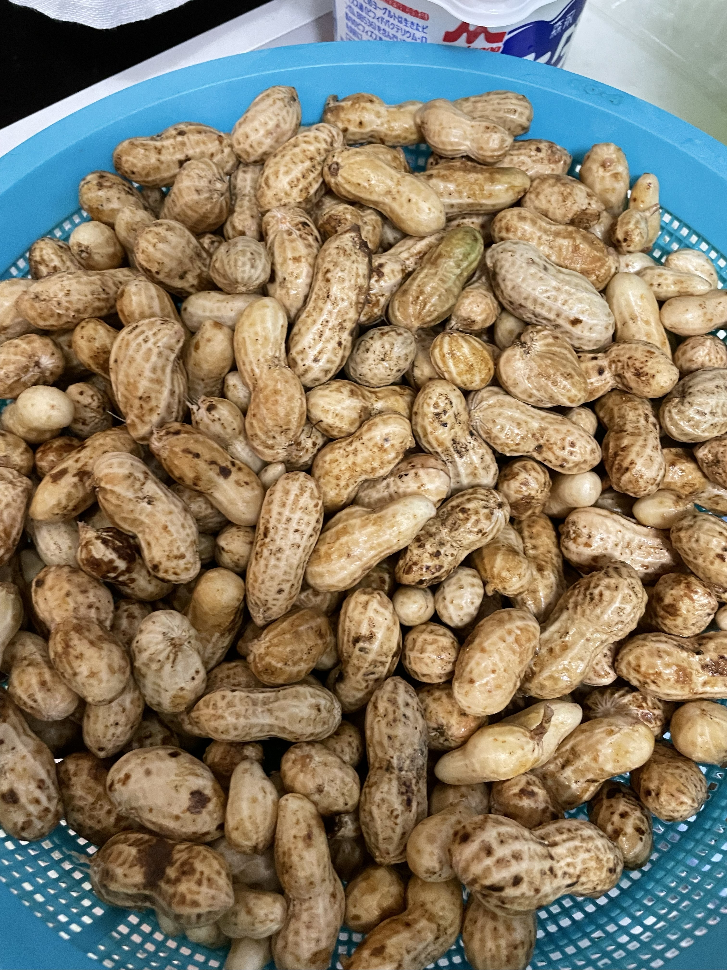 Freshly harvested peanuts, washed and ready to boil