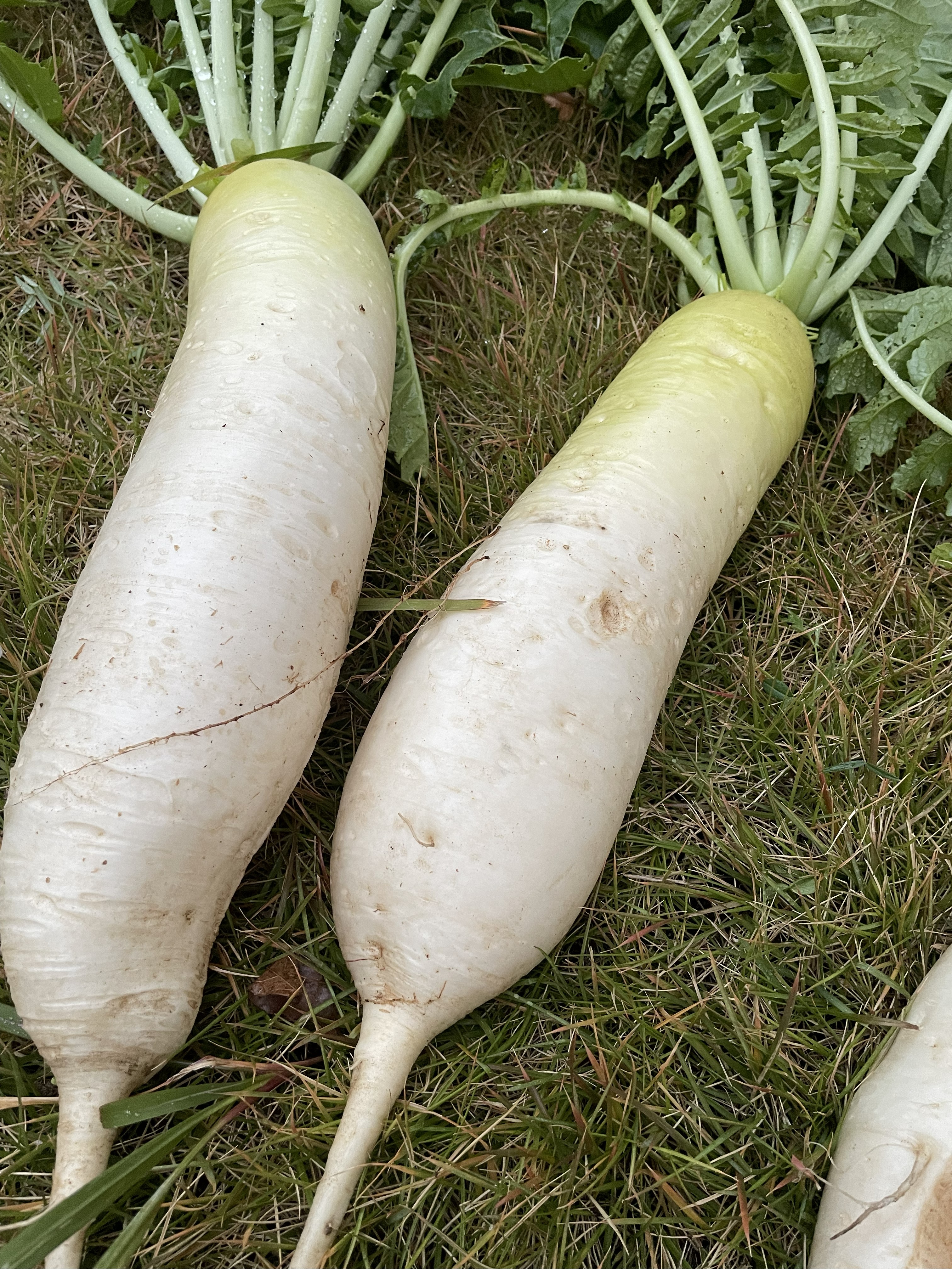 Daikon