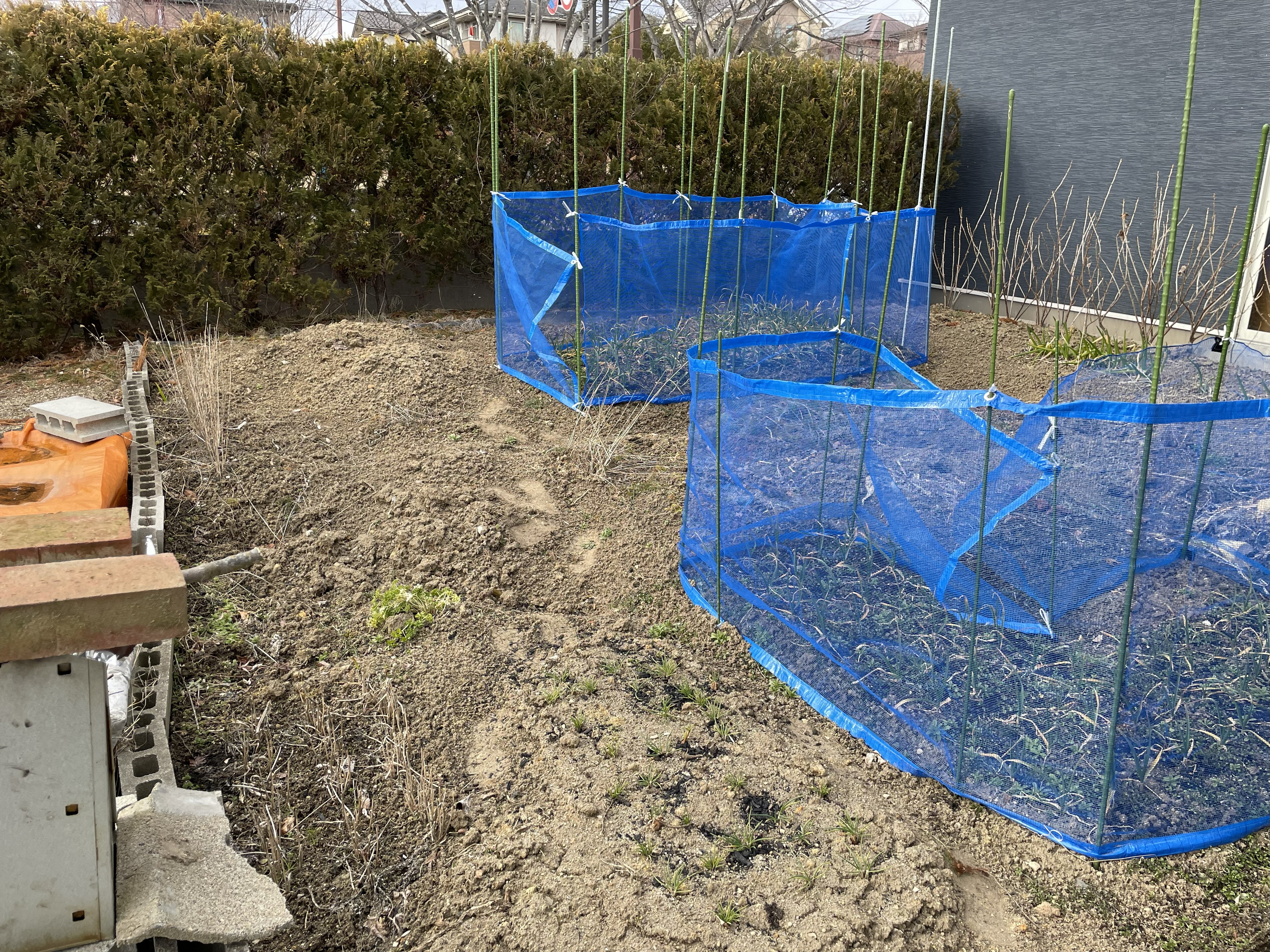 Winter garlic protected by a windbreak net