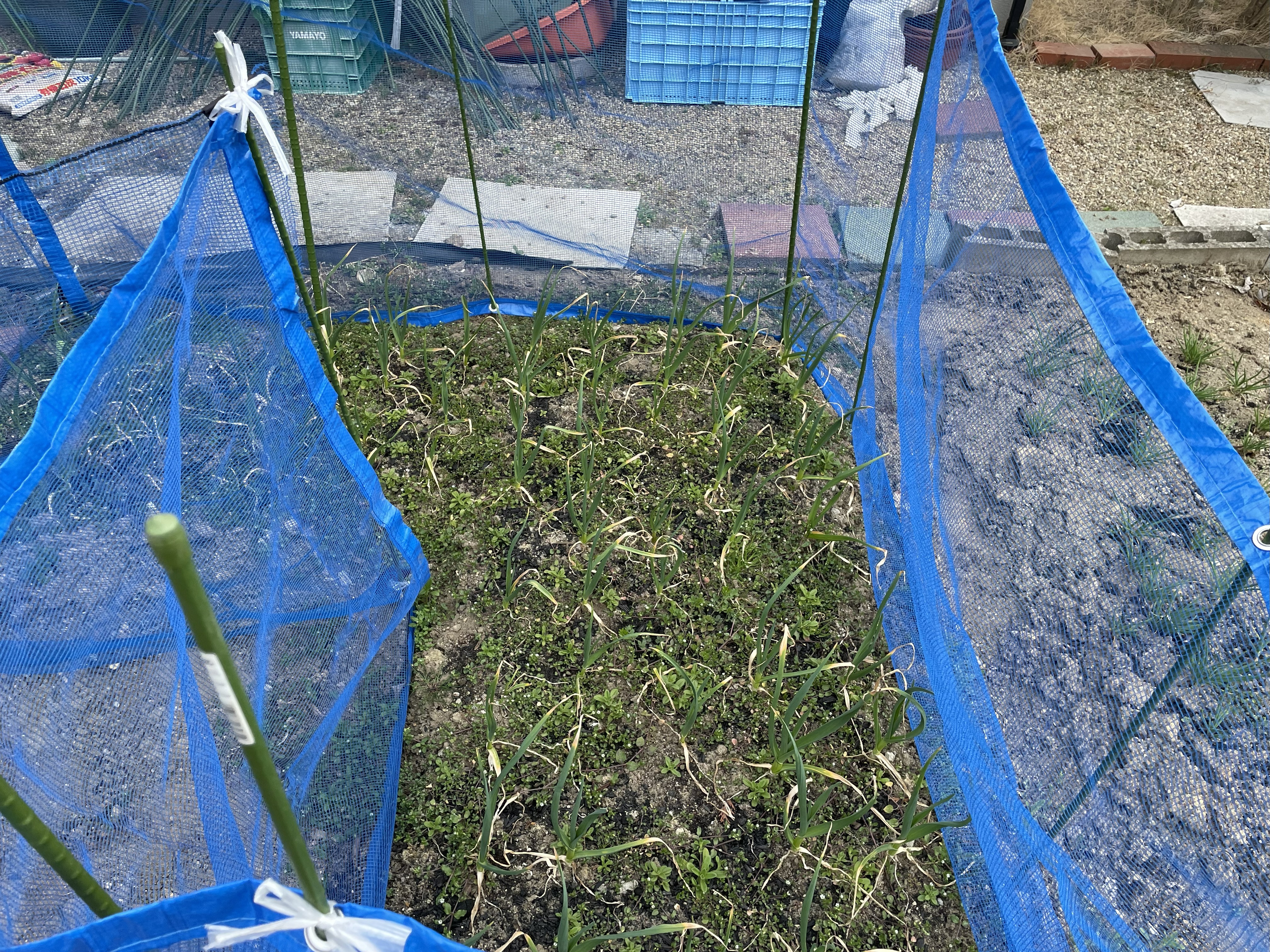 Garlic looking healthy after winter dormancy