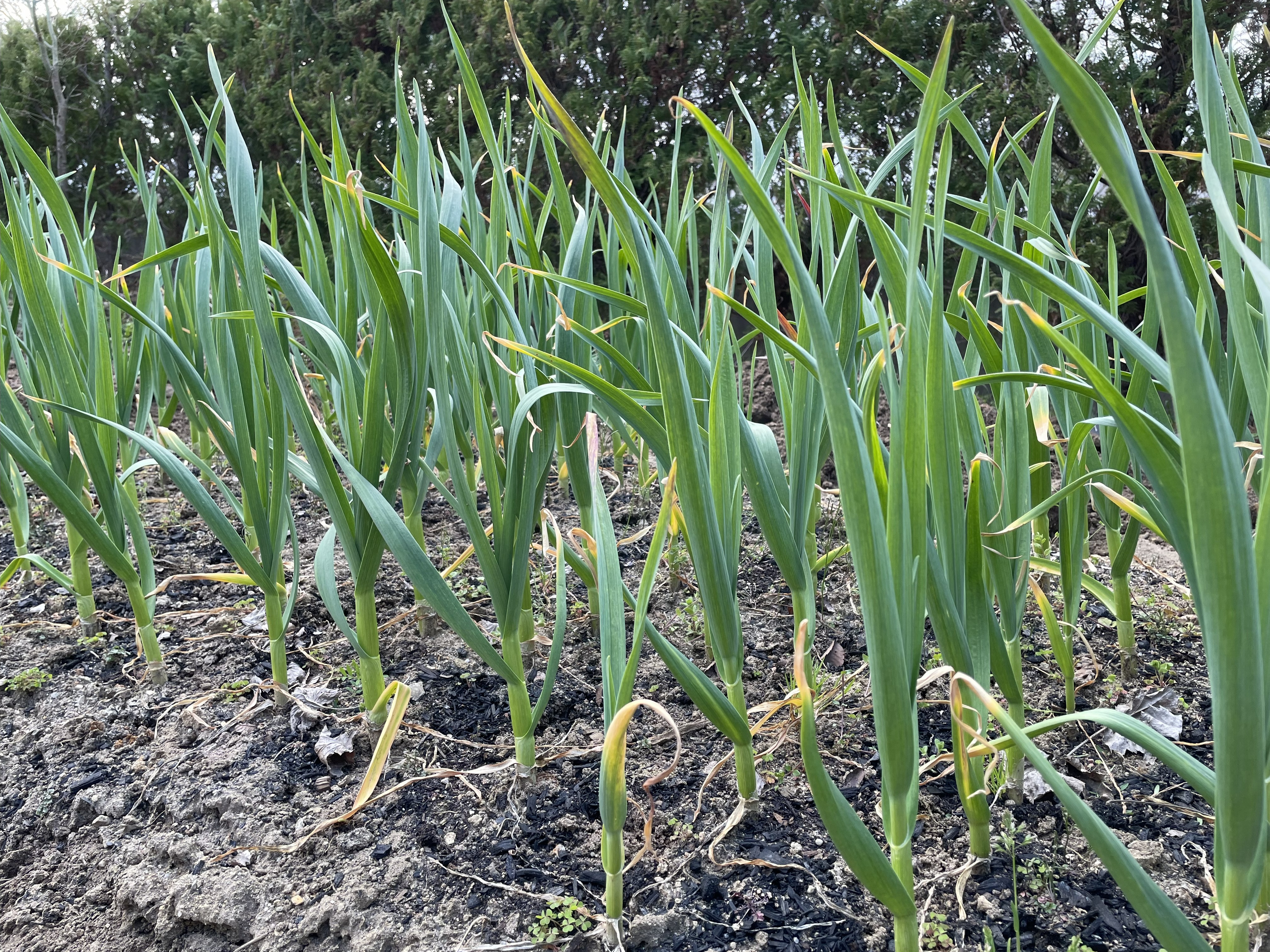 Garlic growing in spring