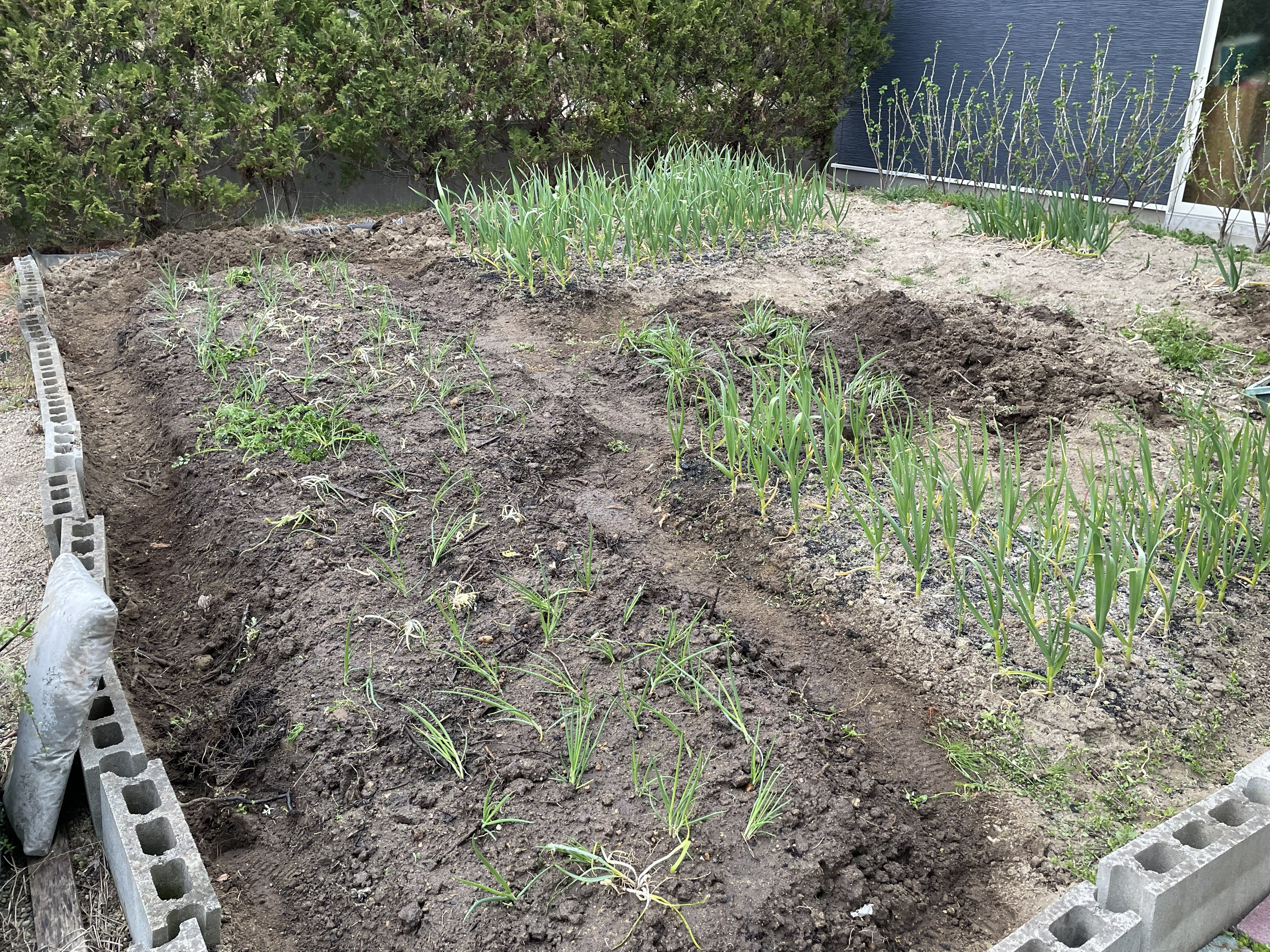 Mixed planting experiment