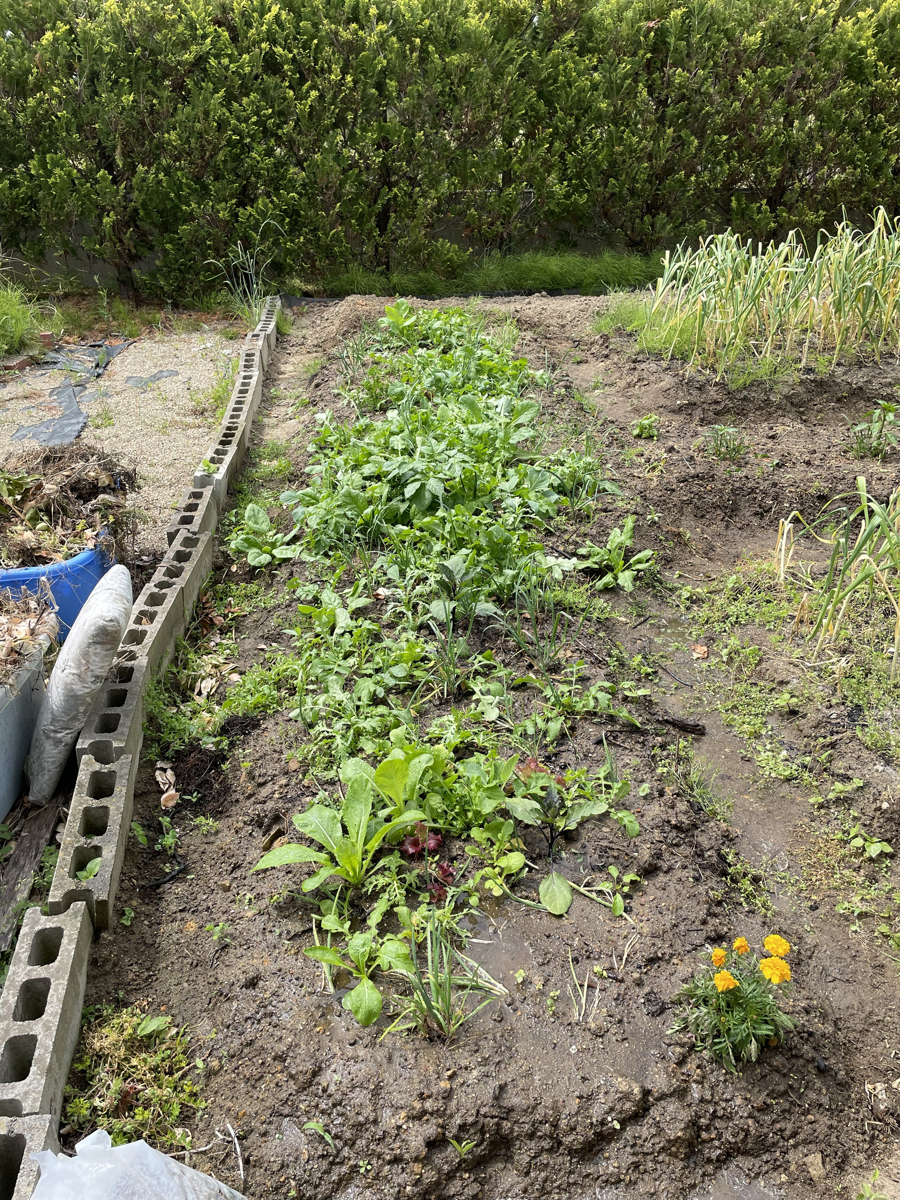 Mixed planting experiment